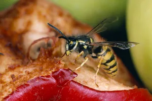 ak_10968 Die Wespen sind derzeit schon fleissig unterwegs., Nur Wespenköniginnen wie diese auf dem Bild überwintern und gründen im Herbst ein neues Volk. , Antonia Zurbuchen plädiert für mehr Rücksicht, wenn es um die Entfernung von Wespen geht.