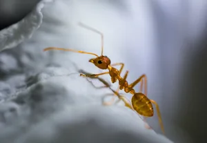 20_ameise_pixabay_red-ant-319068 Eine Ameise und ihre Artgenossinnen führten dazu, dass sich das Bezirksgericht Hinwil mit einem Sexualdelikt befassen musste.