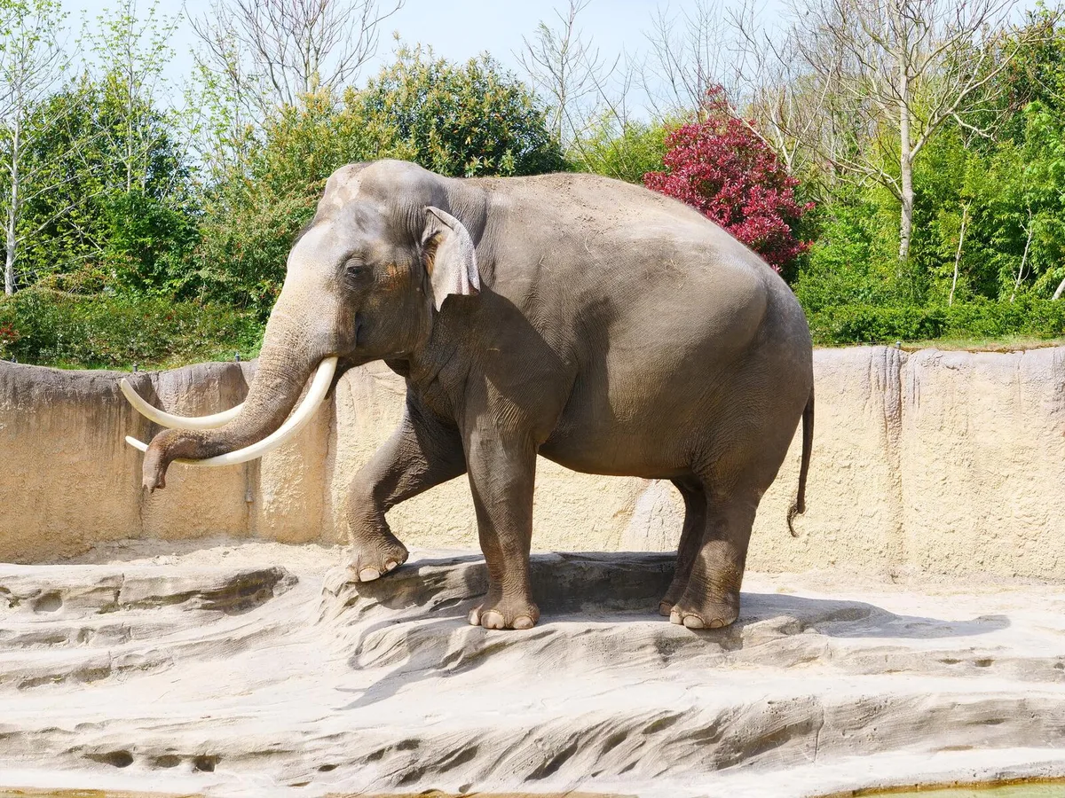 elefant_p1077791_1 Mitte Mai kam Mekong von Holland nach Rapperswil.