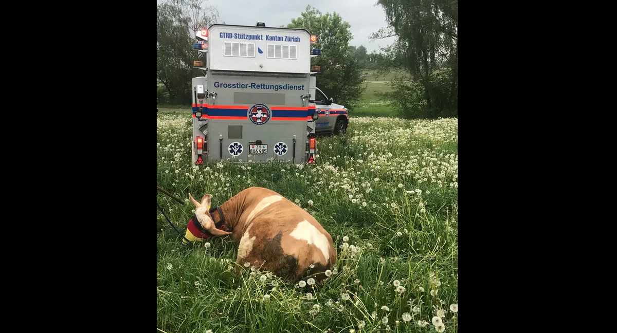 kuh2 Die Kuh wurde mit einem Narkosepfeil sediert, dann gings zurück zum Hof des Besitzers.