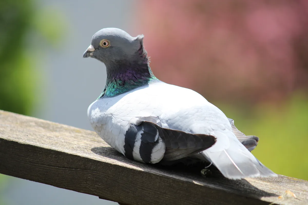 taube_zerzaust Diese Taube hat es sich auf dem Balkon des Pfäffikers Silvan Hess gemütlich gemacht., Auch bei den Iselis aus Pfäffikon fliegt eine Taube ein und aus.