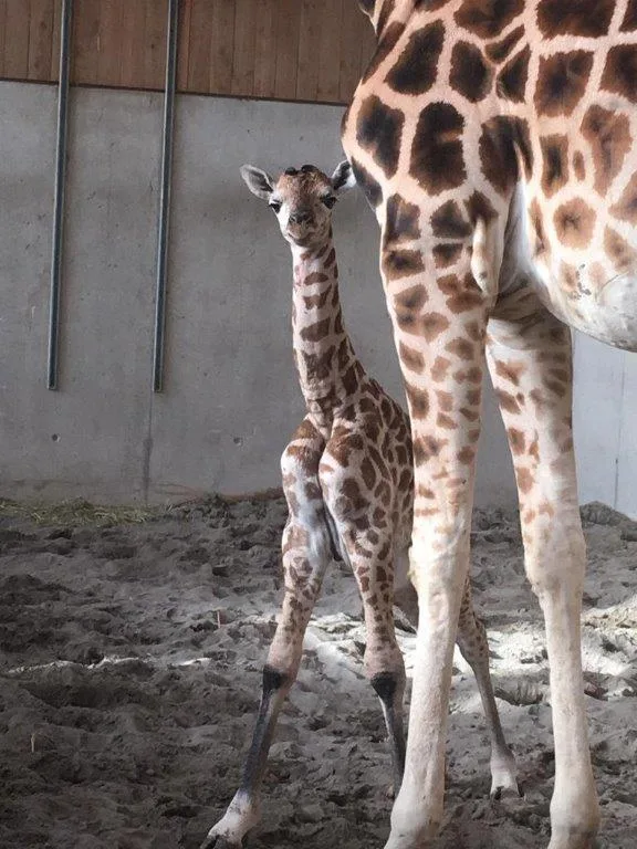 giraffe_20191111-01 Kindersegen im Kinderzoo: Nachwuchs gabs bei den Giraffen..., ...den Kamelen..., ...den Erdmännchen..., ...den Zebras..., ...und den Kattas.