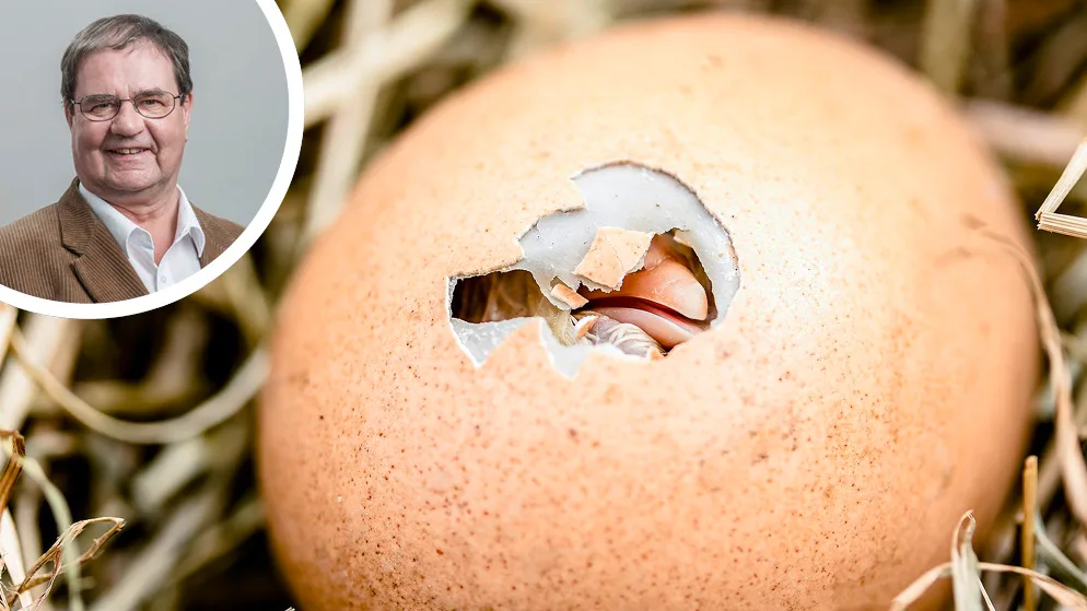 bildkombo_hatching_chicks
