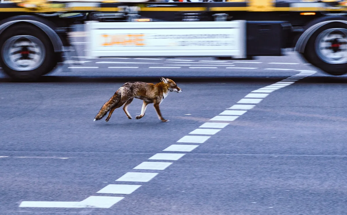 fuchs-5273805_1920 Der Strassenverkehr stellt eine der grössten Gefahren für Wildtiere dar.