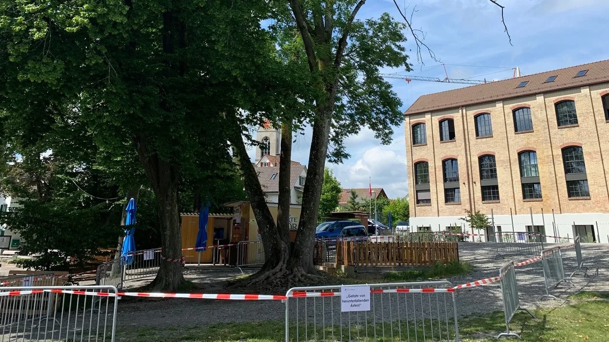 baeume_seequai_2_crop Das Areal unter der Esche musste aus Sicherheitsgründen gesperrt werden.