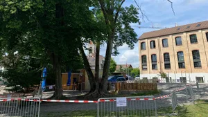 baeume_seequai_2_crop Das Areal unter der Esche musste aus Sicherheitsgründen gesperrt werden.