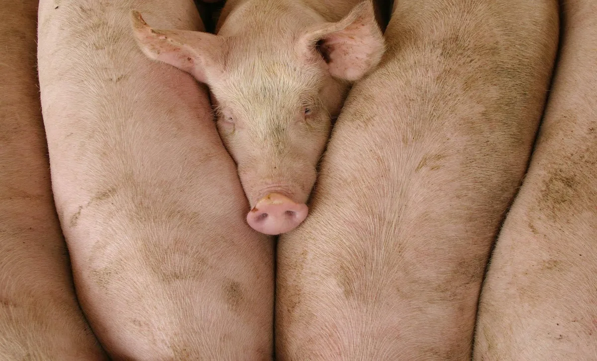 dbjo3insqhva0fwf_3r6jn Schweinezucht in Chile: Damit die Tiere nicht krank werden, verfüttern die Züchter oft vorsorglich Antibiotika.