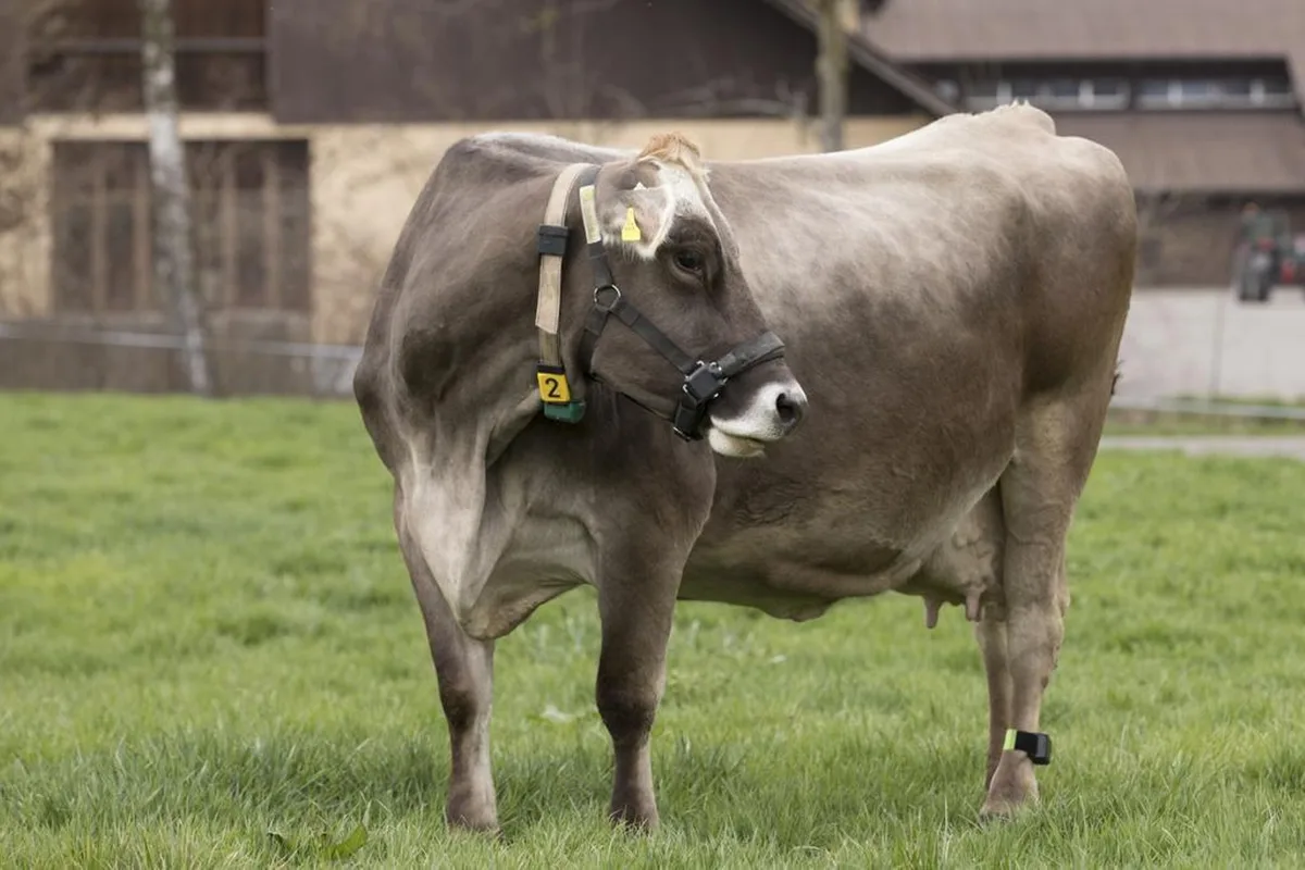 cdgpl74q4bhbp88kqsz-of Landwirtschaft im digitalen Zeitalter: Sensoren überwachen die Vitalfunktionen einer Kuh. Möglich machen das 5G-Technologien.