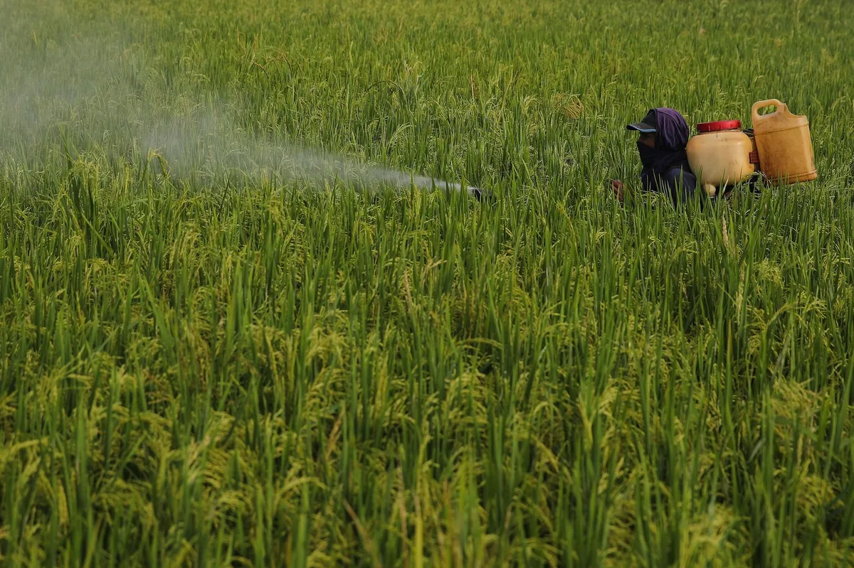 7vn1abhfqvmbeajzsff9qs Im Kampf gegen Bakterien und Insekten: Ein Landarbeiter versprüht Chemikalien in einem Reisfeld in Malaysia.
