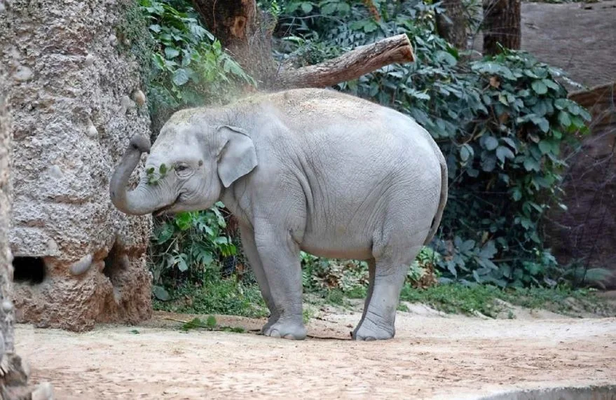 erf Die Elefantenkuh Omysha ist erst sechs Jahre alt und erwartet ihr erstes Kalb.