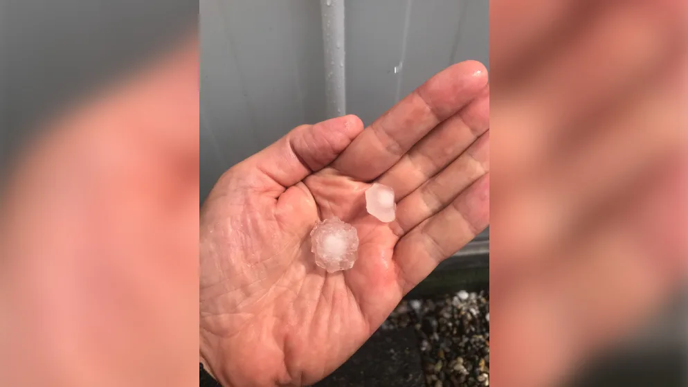 new_project_0 Die Hagelkörner waren dabei so gross wie Zweifränkler., Um 15.30 Uhr zog ein heftiges Unwetter über die Region. Gehagelt hat es vor allem im Raum Wetzikon-Seegräben. , Das heisse und «tüppige» Wetter sorgte am späten Dienstagnachmittag für ein heftiges Hagelgewitter., Innert weniger Minuten ging das Gewitter mit Regen in kräftigen Hagel über., Der Hagel richtete in einigen Gärten beträchtlichen Schaden an..., Die grossen Körner zerfetzten Pflanzen und riss die Blätter ab., Nach wenigen Minuten war der Spuk dabei und die Sonne kehrte zurück.