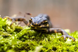 newt-2383022