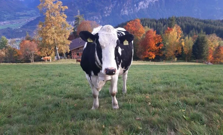 Rinder sollen tagsüber an mindestens 26 Tagen im Monat Auslauf im Freien erhalten: Kuh im Amisbühl oberhalb Beatenberg.
