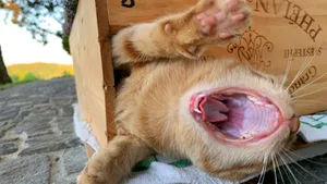 gaehnende_katze_stefan_beuttner_ottikon Platz 1 mit 38 Stimmen: Gähnende Katze, Platz 2 mit 27 Stimmen: Ein Schmetterling folgt dem süssen Duft, Platz 3 mit 25 Stimmen: «Rüebliraupe» sucht Verpuppungsplatz, Platz 4 mit 16 Stimmen: Zauberhafte Abendstimmung am Pfäffikersee, Platz 5 mit 8 Stimmen: Blumen zum Sommerende