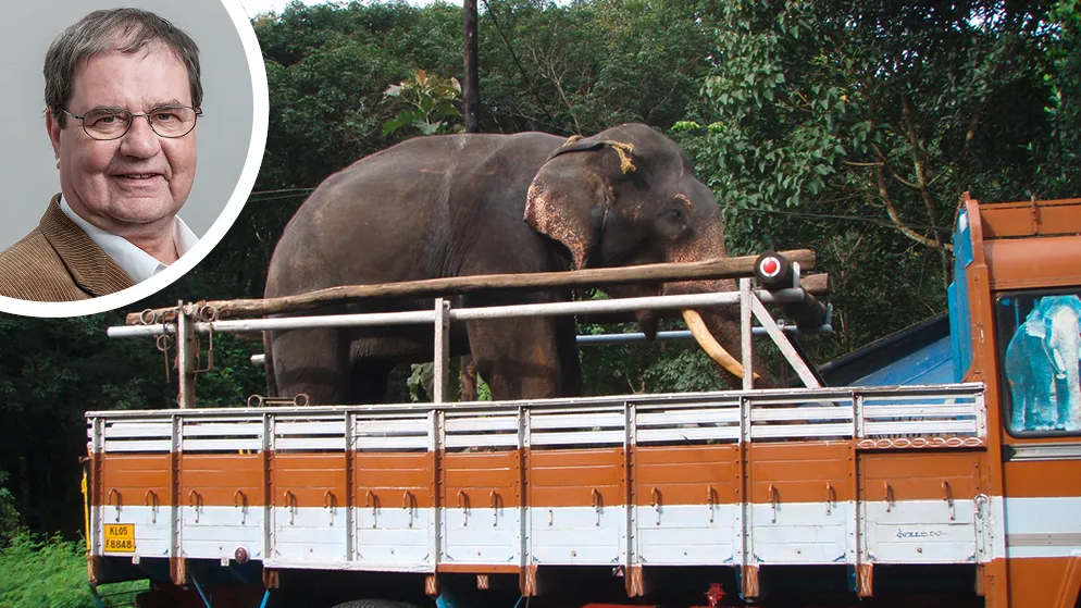 bildkombo_elefant