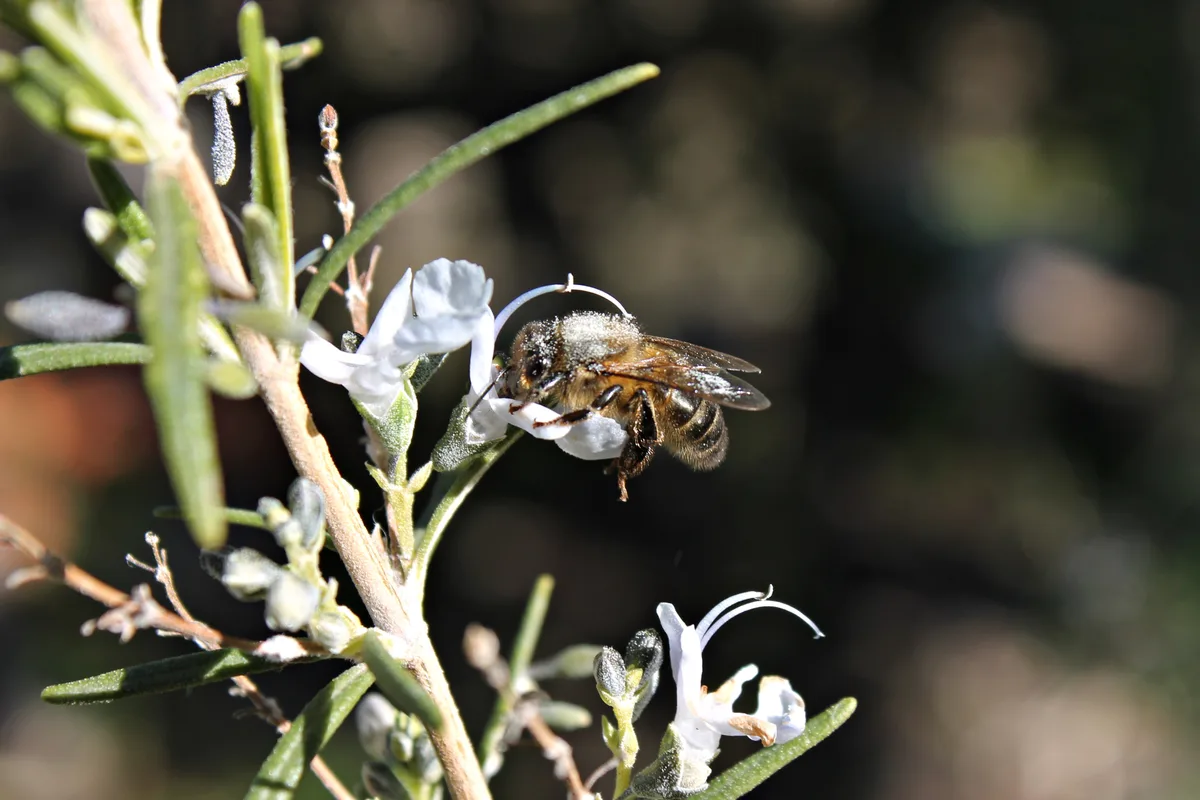 Die «Bienen-Initiative» kommt in verschiedenen Gemeinden zur Abstimmung – auch in Maur.