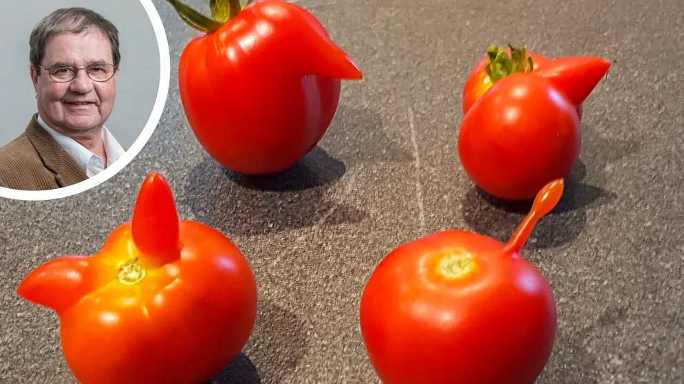 bildkombo_tomaten_lang