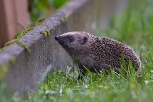 igel1 Laut einer neuen Studie ist die Zahl der Igel in der Stadt Zürich in den letzten Jahren stark zurückgegangen. , Grüne Wohngebiete im Siedlungsgebiet galten lange als Refugien für Igel., Nun wird auch dort das Nahrungsangebot knapp.