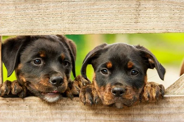 rottweiler-1785760_640 In sie könnte man sich auf Anhieb verlieben – Hundewelpen.