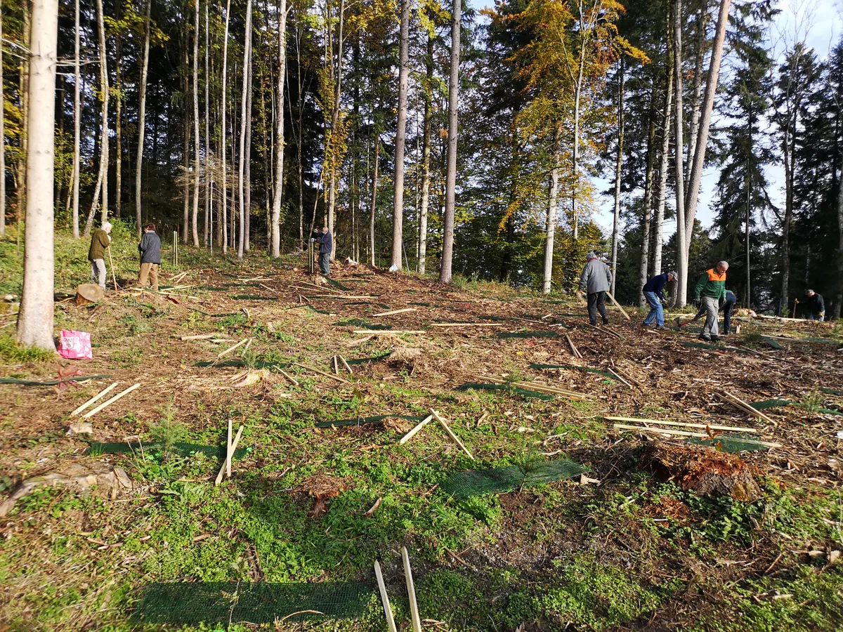 Mitglieder der Privatwaldkooperation Uster und des Turnvereins vergangene Woche bei der Arbeit. , Sie pflanzen Bäume und schützen die Rinde mit Plastikgitter vor den Tieren.