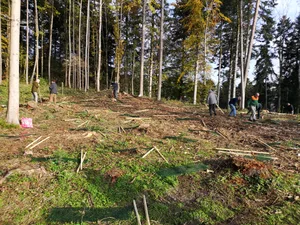 img_20201022_093842_2 Mitglieder der Privatwaldkooperation Uster und des Turnvereins vergangene Woche bei der Arbeit. , Sie pflanzen Bäume und schützen die Rinde mit Plastikgitter vor den Tieren.