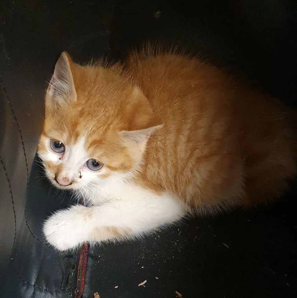 Misslungene Klettertour: Drei junge Katzen müssen von der Feuerwehr gerettet werden., Der Einsatz beim Chämtnerbach in Wetzikon erweist sich als schwierig., Eines der drei Tiere versteckt sich immer wieder in den Löchern des Baumes., Doch auch das letzte Büsi kann schliesslich dem Tierrettungsdienst übergeben werden.