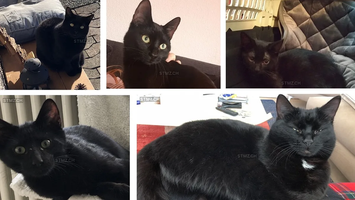 katzen All diese Katzen werden in Wetzikon vermisst. Begonnen hat die unheimliche Serie im September.
