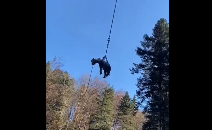 pony Die Grosstierambulanz entschied sich für den Einsatz eines Helikopters.