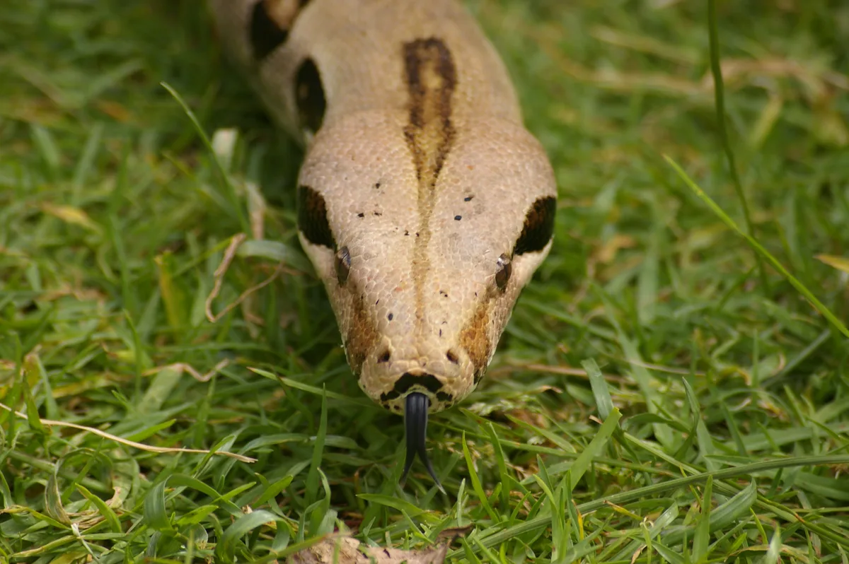 red_tailed_boa_01_gnangarra Die Boa Constrictor ist eigentlich in Südamerika beheimatet. Wie sie in den Mülibach kam, ist unklar.