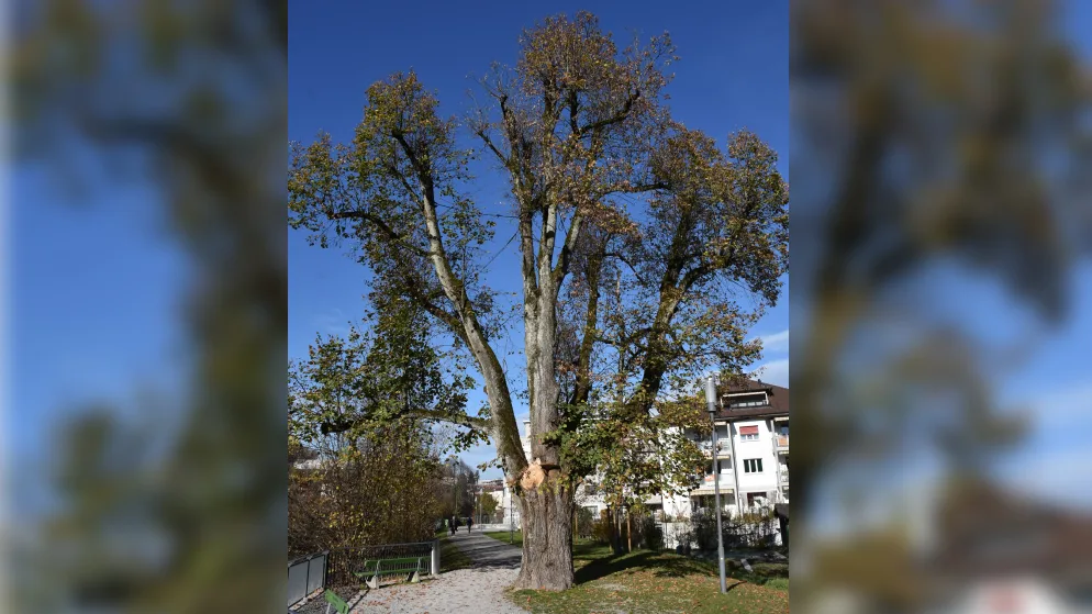 sommerlinde An einem Pilz erkrankt: Die Linde im Rütner Zentrum wird noch dieses Jahr gefällt., Der betroffene Baum (roter Kreis), hier von der Werkstrasse aus gesehen in einer Aufnahme von 2013.