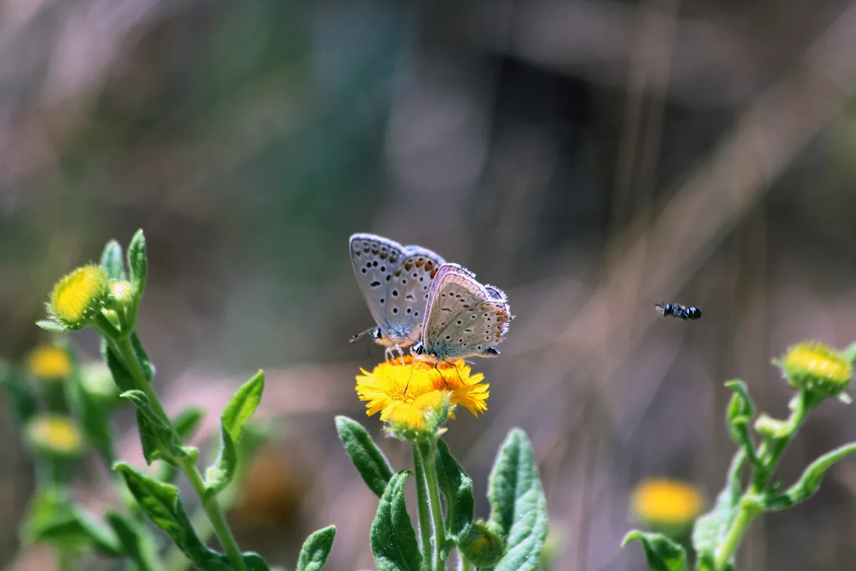 butterfly-4942639_1920 Sowohl der Gemeinderat als auch die Bevölkerung von Greifensee unterstützten die Einzelinitiative zur Biodiversität.