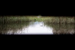 uster_23102019_silberweide_crm_5 Die Natur im Fokus: Die Greifenseer haben sich für einen Kredit zum Schutz un der Förderung der Artenvielfalt ausgesprochen., Naturbelassene Gärten wie hier in Uster, sind für die Artenvielfalt förderlich.