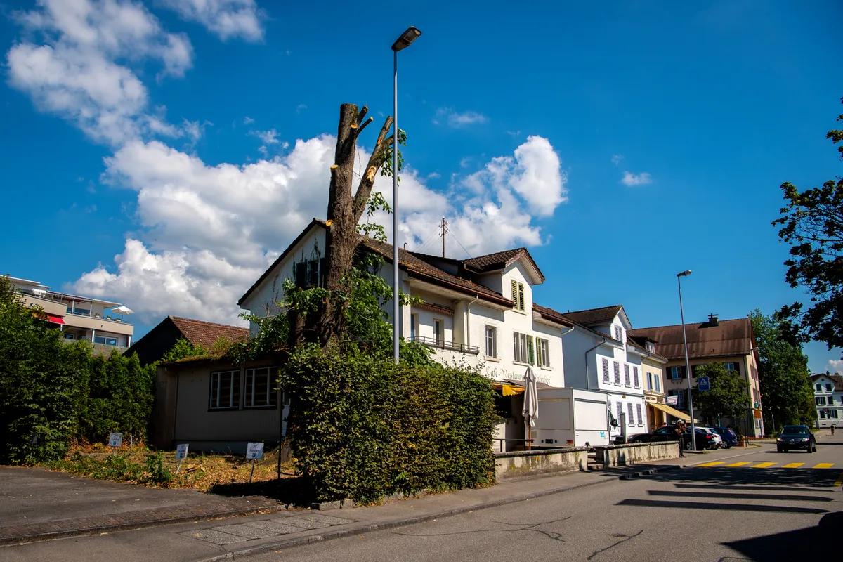 hinwil_07082020_baumgefaelltbhf_sbo_2_0 Von der einst mächtigen Linde ist nur noch ein Stumpf übrig. Eine Ersatzbepflanzung soll das Problem regeln.