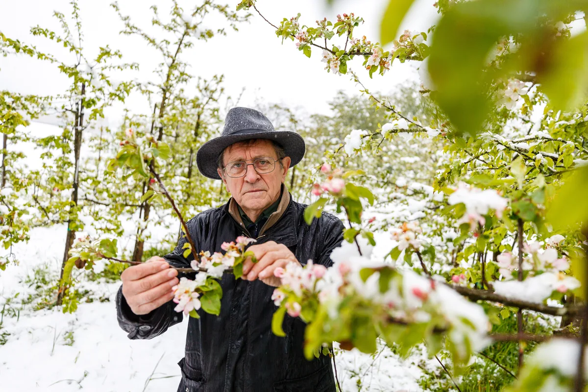 uster_04052017_goepf_muelli_naz-7 Gottfrieb Mülli ist Obstfachmann aus Uster. Er hat über 200 Bäumchen in seinem Garten, darunter auch ein Usterapfelbaum., Für die Stadt Uster ist der Baum bedeutend als Lebensraum für Vögel und andere Tiere. , Der Usterapfel ist wegen der gelben Farbe auch als «Citrönler» bekannt.