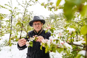 uster_04052017_goepf_muelli_naz-7 Gottfrieb Mülli ist Obstfachmann aus Uster. Er hat über 200 Bäumchen in seinem Garten, darunter auch ein Usterapfelbaum., Für die Stadt Uster ist der Baum bedeutend als Lebensraum für Vögel und andere Tiere. , Der Usterapfel ist wegen der gelben Farbe auch als «Citrönler» bekannt.