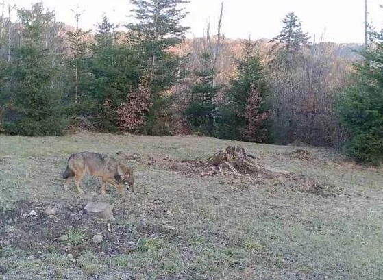Dieses Bild machte eine Wildkamera am Freitagabend in Bäretswil. (Bild: Fischerei- und Jagdverwaltung)