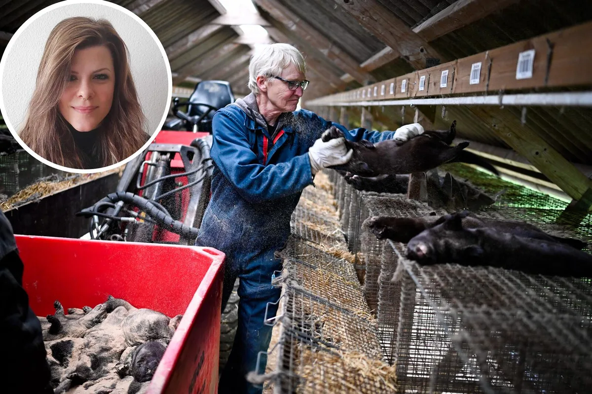 lea8011-1 Lea Ernst hat für ihre Fotoreportage zu Nerz-Tötungen in Dänemark einen Swiss Press Award gewonnen.