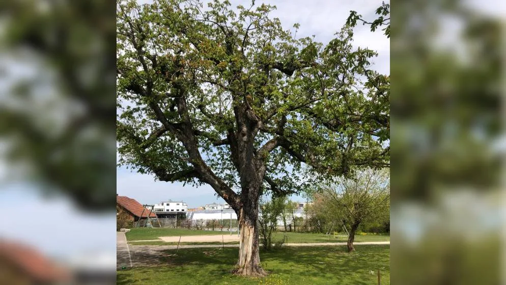 baumpfaeffikon2 Die grosse Rosskastanie beim Schulhaus Obermatt muss bald gefällt werden.