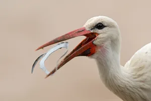 bild_04_lorenz_heer Als tierische Allesfresser landet auch vermehrt Abfall auf dem Speisezettel der Störche. , In den Mägen der Tiere wurden vor allem viele Gummibänder gefunden, welche wohl mit Würmern verwechselt wurden. , Storchen-Rangerin Maria Rohrer kennt das Problem. , Genau wie Stephie Burkart, stv. Leiterin des Naturzentrums Pfäffikersee (links), warnt sie vor den Folgen. , Ein Müllmonitoring soll genauer Aufschluss über die Gefahr von Abfall auf die Storchpopulation geben., Derweil dürften diese Tage die Jungen der Störche aus der Region schlüpfen. , Auch das Wetter der nächsten Wochen wird eine grosse Rolle für die Überlebenschancen der Kleinen sein.