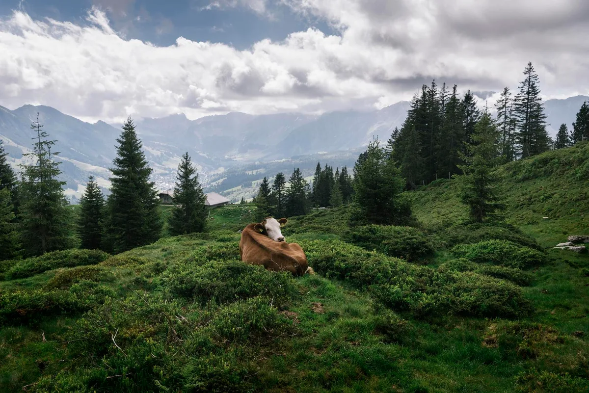 Die Biowelt stellt sich angesichts der Agrarinitiativen fundamentale Fragen: Wie soll die Landwirtschaft von morgen aussehen?