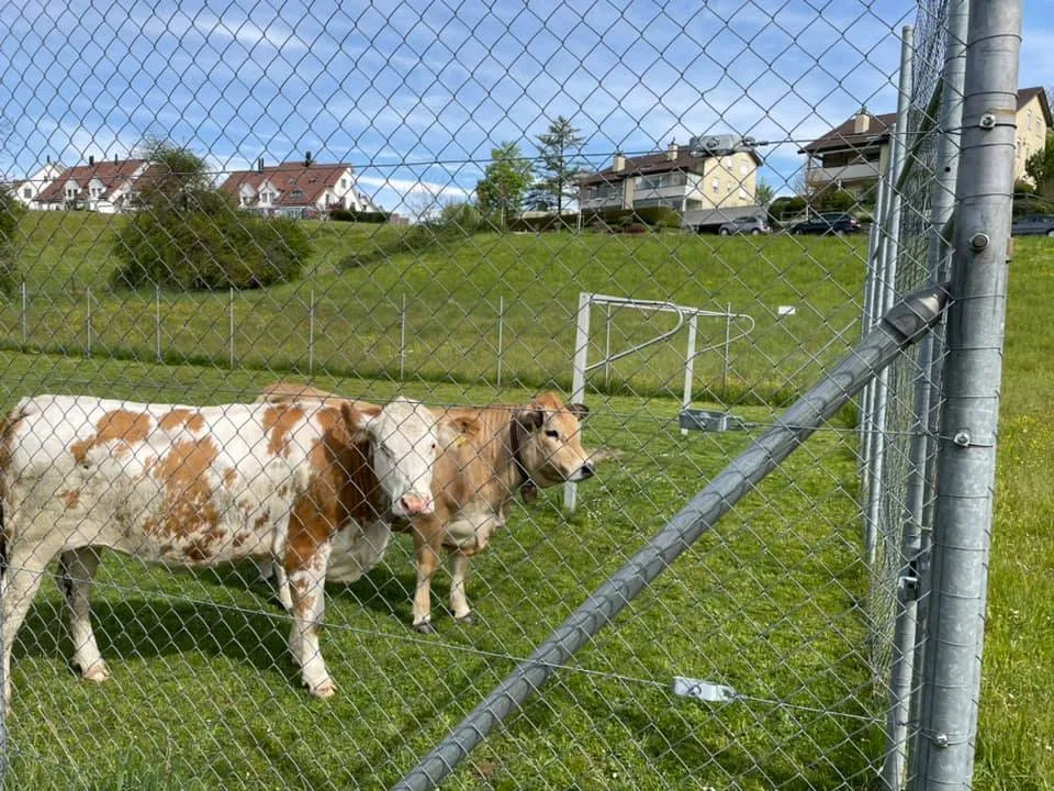 Vielleicht wollten diese Kälber einmal gegen den FC Uster spielen. Heute Morgen sind sie ausgerissen., Der Bauer hat sie kurz darauf wieder eingefangen.