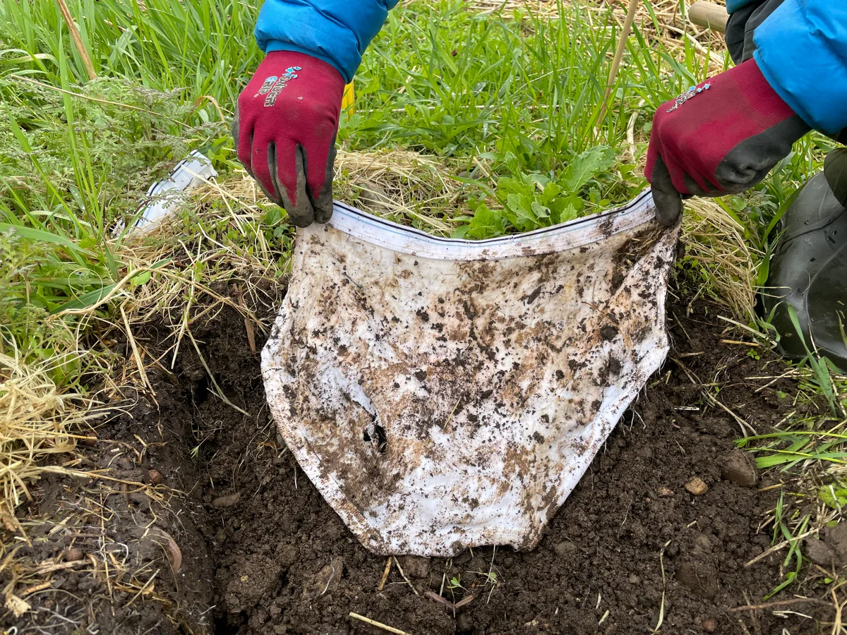 Etwas zersetzt, aber doch noch klar als Unterhose erkennbar - der Befund nach einem Monat., Die Juckers haben die Unterhosen bei einem ehemaligen Heidelbeerfeld vergraben.