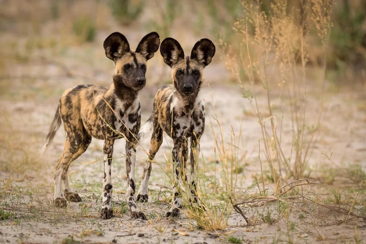 Die einst weitverbreiteten Afrikanischen Wildhunde sind heute bedroht. Gemäss Experten gibt es gerade noch 6000 Individuen.