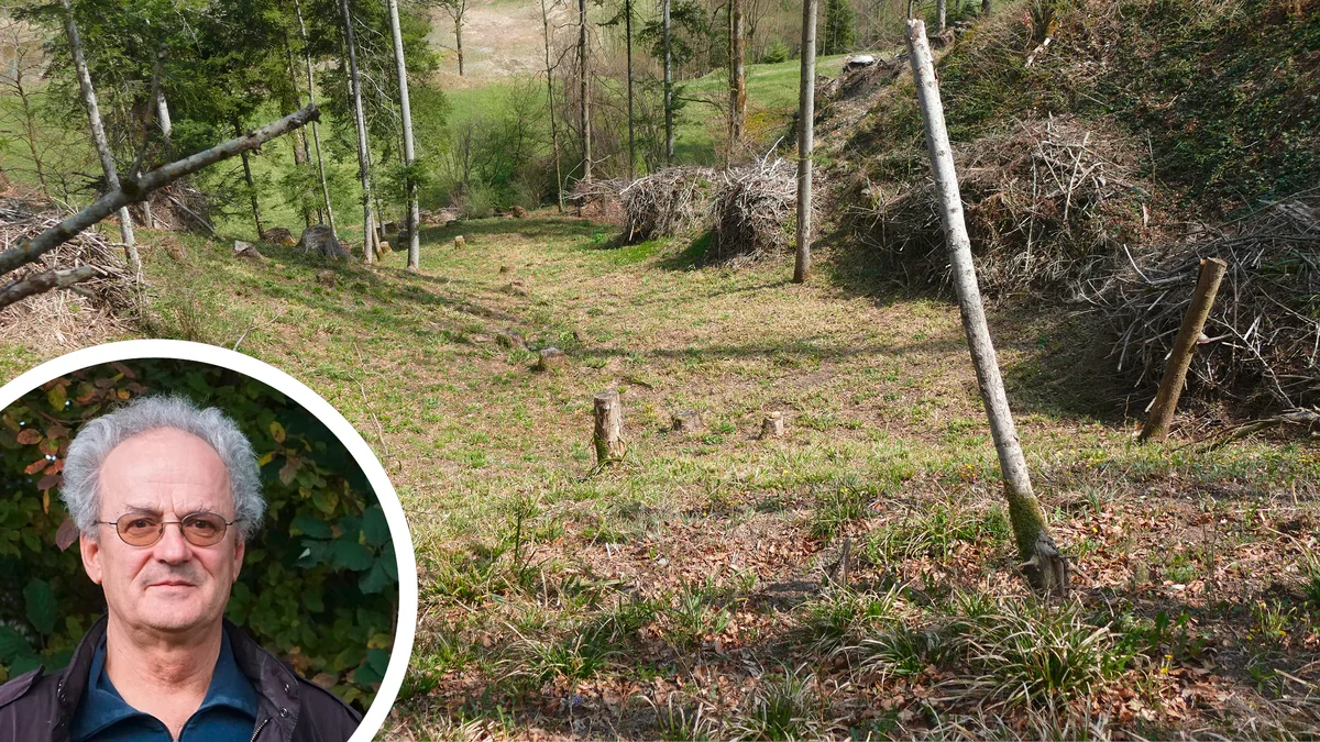 bildkombo-260521 Das gezielte Aufhellen von Wäldern schaffe wertvolle Lebensräume für Pflanzen und Tiere, erklärt Projektleiter Heinrich Schiess., Wenn Wald genügend Licht bekommt, kann er viel artenreicher werden., So erhalten bedrohte Schmetterlinge wie der Veilchen-Perlmutterfalter wieder mehr Lebensraum., Trotz allgemein sinkender Bestände ist der Braune Feuerfalter auf artenreichen Wiesen im Tösstal noch regelmässig anzutreffen., Im Rahmen des Projekts werden daher auch frühere Wiesen wieder geöffnet, die zu Wald zu werden drohen.