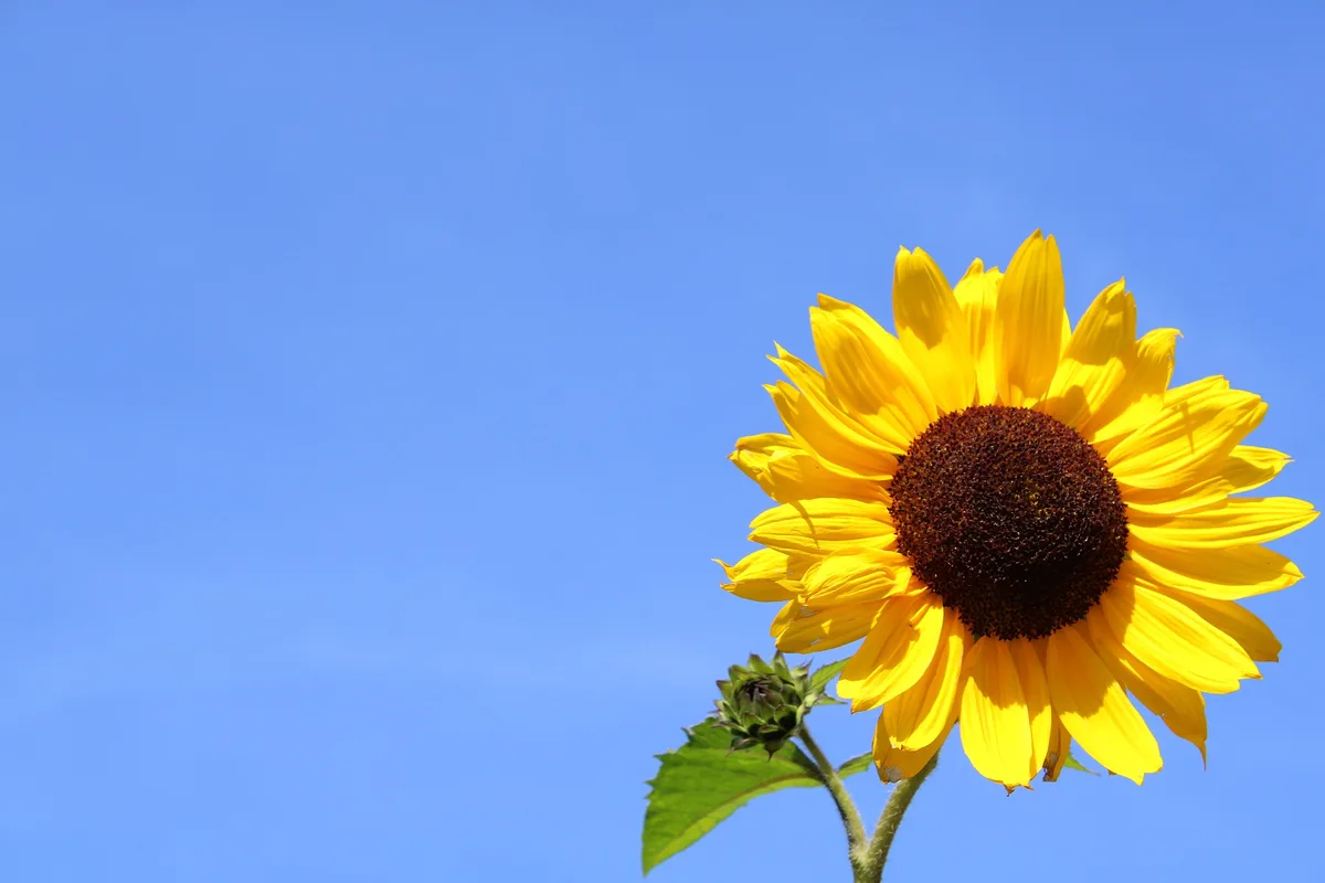 sunflower-3711778_1920 Die Temperaturen steigen - der Sommer kommt