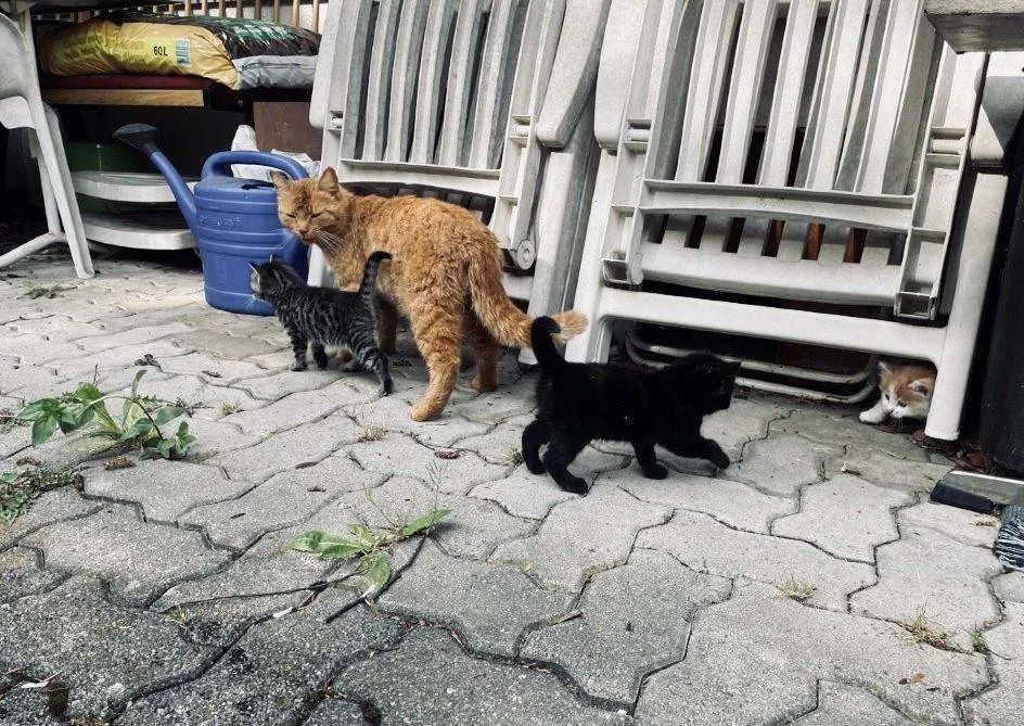 Katze Nora mit zwei ihrer vier Jungen: Der Besitzer soll überglücklich über den Katzenfund sein.