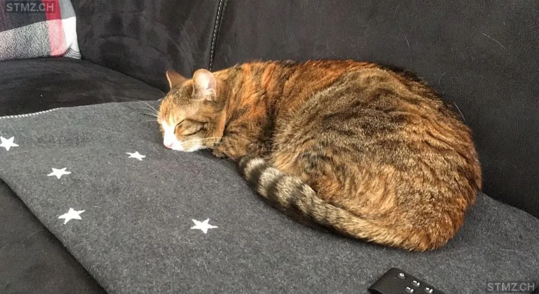 snipimage Das ist Pipa. Sie wird seit vier Tagen vermisst.