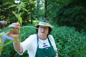 dsc00497 Kräuterpädagogin Ulrike Amann zeigt eine Brennnessel, die gut für die Prostata sein soll., Die Kräuterwanderung beginnt im Gebiet Chammerholz in Wermatswil. Dabei sollen Kräuter entdeckt und gesammelt werden., Reine Frauensache: An der Exkursion sind neun Teilnehmerinnen dabei., Beinahe 29 Pflanzen sind auf der Liste der Teilnehmerinnen. Diese sind alle am Wegrand zu finden., Immer wieder stoppt die Gruppe und erfährt von Amann Wissenswertes über die Heilkraft oder Schmackhaftigkeit der Kräuter., Die Frauen schreiben eifrig mit und haken ihre Kräuter auf der Liste ab., Klee wird gleich vor Ort verspeist., Der Zwerg-Holunder bildet schwarze Beeren aus und wird einen bis zwei Meter hoch., Der gefleckte Schierling ist giftig. Mit dieser Pflanze soll schon der griechische Philosoph Sokrates umgebracht worden sein. , Die Wanderung neigt sich dem Ende zu..., ...mit der Verköstigung der Kräuter.