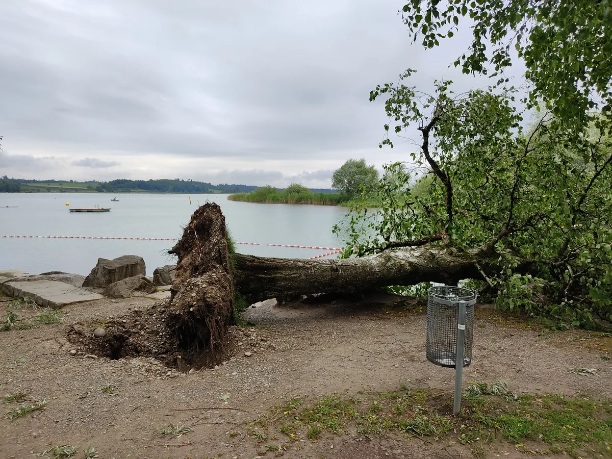 Im Strandbad Auslikon hat der Sturm vom Montag sogar Bäume entwurzelt.