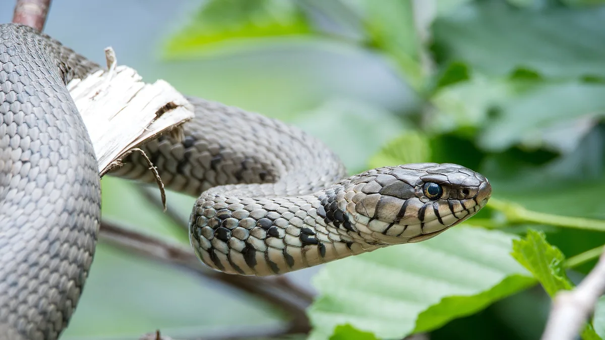 grass-snake-2104087_1920 Die Ringelnatter fühlt sich in Feuchtgebieten mit Weihern oder Fliessgewässern wohl.